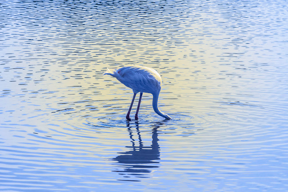 Thumbnail for AMB7 - Natural Treasures