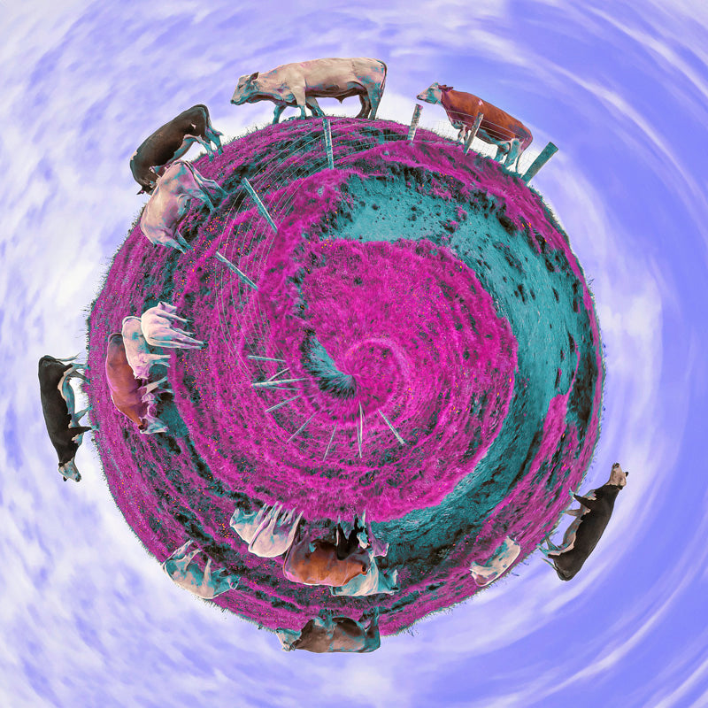 Thumbnail for PLT43 - Planet Purple Cows