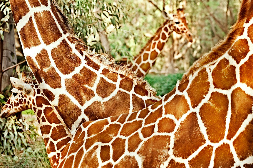 Thumbnail for AMB61 -  3.5 Giraffes