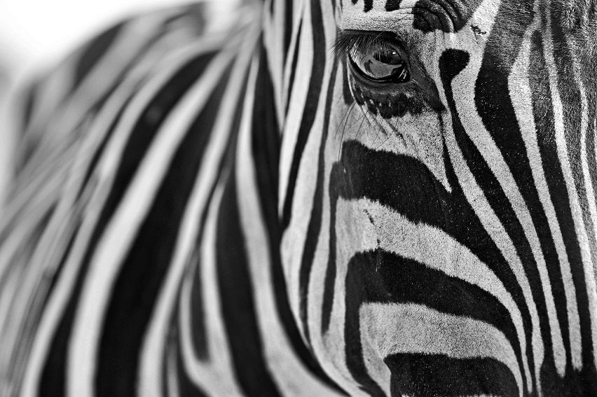 Thumbnail for B&W10 - Zebra Lines