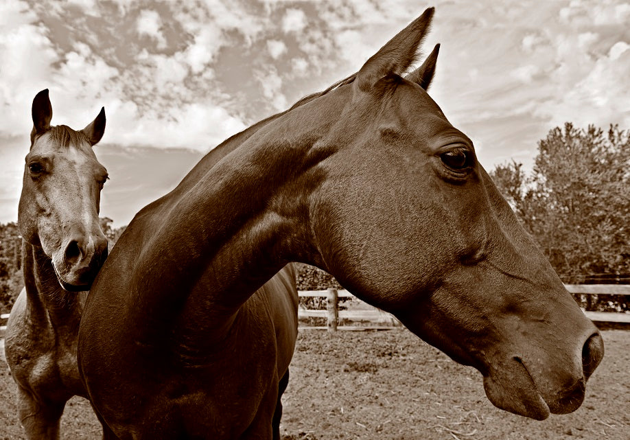 Thumbnail for B&W124 - Wild Loving Horses / monochrome