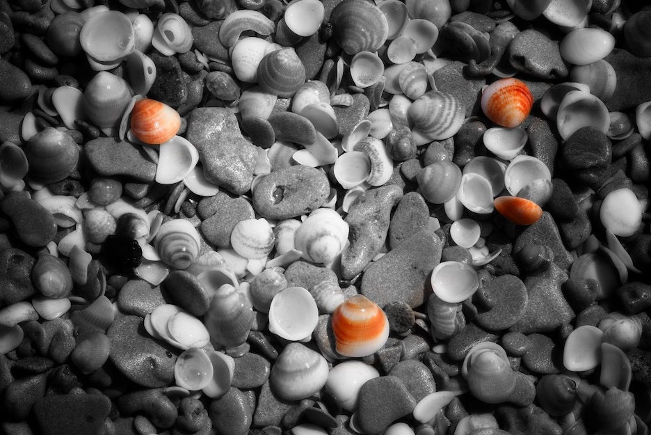 Thumbnail for B&W70 - She sells Seashells