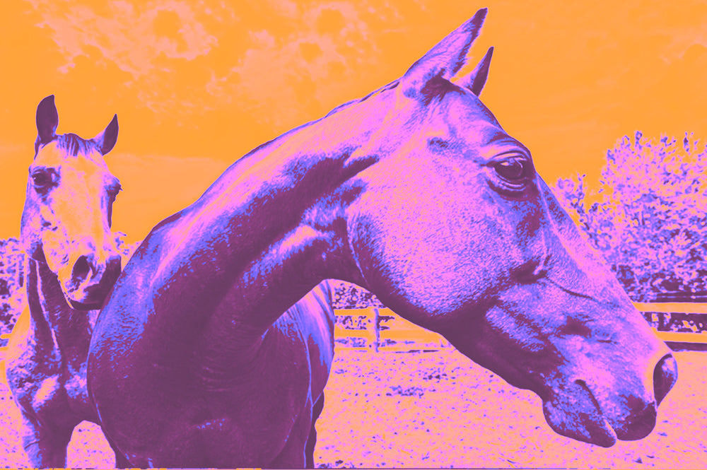 Thumbnail for SER4 - Colourful Horses